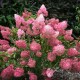 Hortensia paniculata Sundae Fraise C5